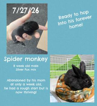 Spider Monkey -  Silver Fox Rabbit for Adoption in Howell Township, New Jersey - Spider Monkey | PetCurious