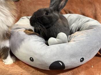 Rescue New Zealand Rabbits for Adoption in Saint Charles, Missouri - Ezra | PetCurious