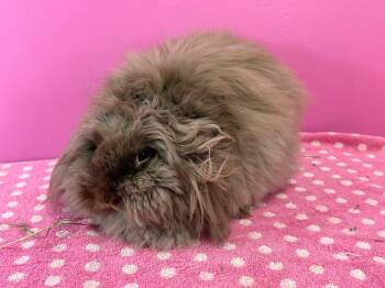 Rescue American Fuzzy Lop Rabbits for Adoption in Saint Charles, Missouri - Fizz | PetCurious
