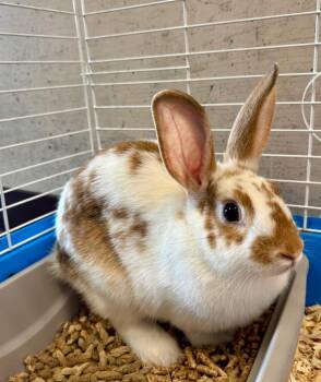 Bunny Rabbit Rabbits Available for Adoption in Clarksville, Tennessee - Carmelo | PetCurious