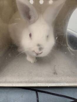 Bunny Rabbit Rabbits Available for Adoption - RED | PetCurious