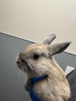 Bunny Rabbit Rabbits Available for Adoption in Las Vegas, Nevada - MUCHKIN | PetCurious