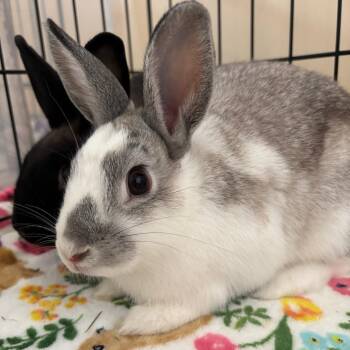 Cocoon -  Bunny Rabbit Rabbit for Adoption in Richmond, California - Cocoon | PetCurious