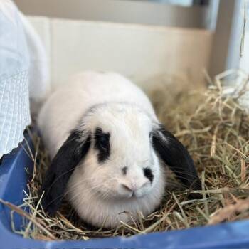 Holland Lop Rabbits Available for Adoption in Boston, Massachusetts - SUNDAE | PetCurious