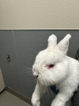 Bunny Rabbit Rabbits Available for Adoption in Las Vegas, Nevada - PRESIOSO | PetCurious