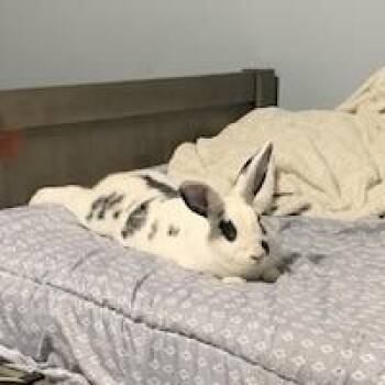 Rescue English Spot Rabbits for Adoption in Livermore, California - Chocolate Chip | PetCurious