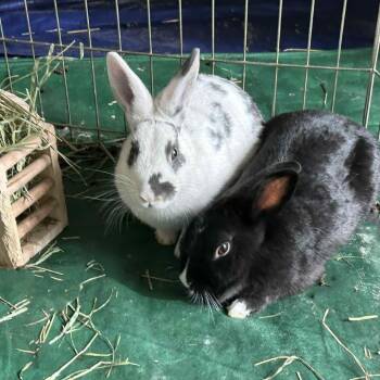 Rescue Satin Rabbits for Adoption in Rock Hall, Maryland - Luxe And Echo | PetCurious