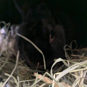 Rescue American Rabbits for Adoption in Allentown, Pennsylvania - Jet | PetCurious