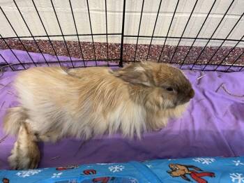 Angora Rabbit Rabbits Available for Adoption in Stratham, New Hampshire - Sarah (companion To Flopsy) | PetCurious
