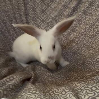 Marvin -  Bunny Rabbit Rabbit for Adoption in Gansevoort, New York - Marvin | PetCurious