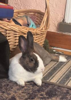 Rescue Dutch Rabbits for Adoption in Wilkes-barre, Pennsylvania - Reese | PetCurious
