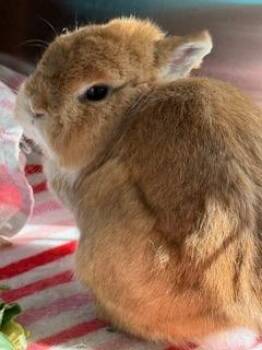 Netherland Dwarf Rabbits Available for Adoption in Key West, Florida - Petal  | PetCurious