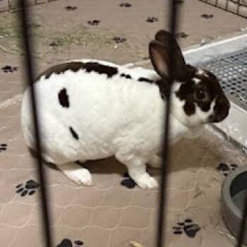 Rescue Mini Rex Rabbits for Adoption in Gansevoort, New York - Godiva | PetCurious