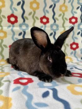 Harlequin Rabbits Available for Adoption in Gainesville, Florida - Zorro | PetCurious