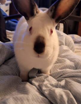 Rescue Californian Rabbits for Adoption in Saint Charles, Missouri - Pocket | PetCurious