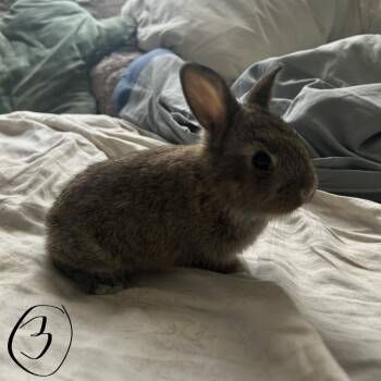 Minecraft Steve -  American Rabbit for Adoption in Providence, Rhode Island - Minecraft Steve | PetCurious