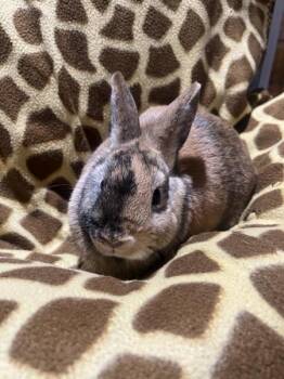 Rescue Bunny Rabbit Rabbits for Adoption in Kalamazoo, Michigan - Ferguson | PetCurious