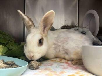 English Spot Rabbits Available for Adoption in Santa Cruz, California - Mariposa | PetCurious