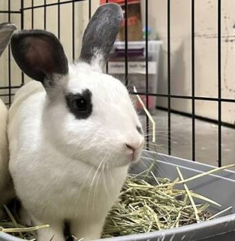Rescue American Rabbits for Adoption in Annapolis, Maryland - Jeep Grand Cherokee (w/Toyota) | PetCurious