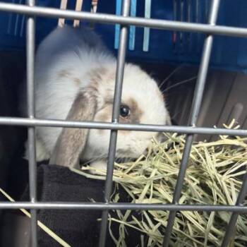 Wasabi -  Holland Lop Rabbit for Adoption in Kalamazoo, Michigan - Wasabi | PetCurious