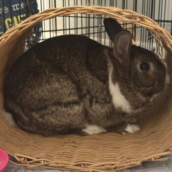 Bunilla Ice -  Dutch and Netherland Dwarf Rabbit for Adoption in Miami, Florida - Bunilla Ice | PetCurious