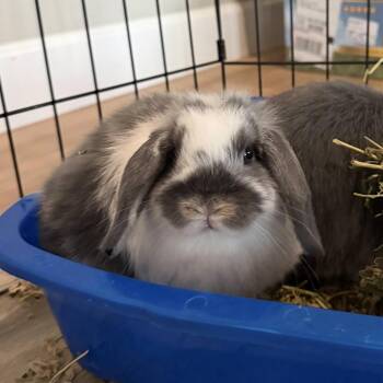 Liberty (and Gigi) -  Mini Lop and American Fuzzy Lop Rabbit for Adoption in Baltimore, Maryland - Liberty (and Gigi) | PetCurious