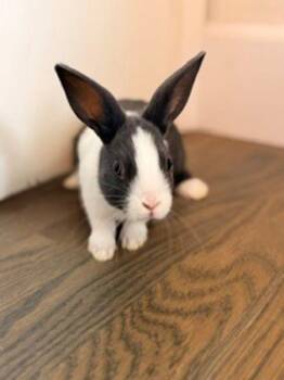 Daphne baby Fien -  Dutch Rabbit for Adoption in Santa Cruz, California - Daphne Baby Fien | PetCurious