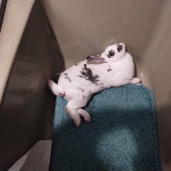 American Rabbits Available for Adoption - No Name | PetCurious