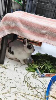 Robin -  Bunny Rabbit Rabbit for Adoption in Montreal, Quebec - Robin | PetCurious