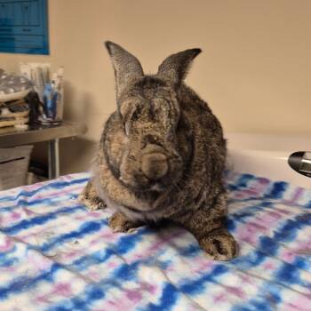 Rescue Flemish Giant Rabbits for Adoption in Gansevoort, New York - Buckley | PetCurious