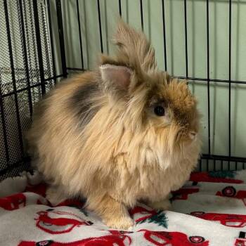 Sebastian -  Lionhead Rabbit for Adoption in Kennesaw, Georgia - Sebastian | PetCurious