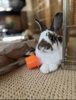 Rescue Bunny Rabbit Rabbits for Adoption in Minneapolis, Minnesota - Fiona | PetCurious