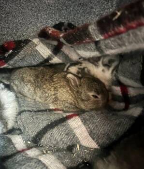 Bunny Rabbit Rabbits Available for Adoption in Santa Cruz, California - Dublin #3 | PetCurious