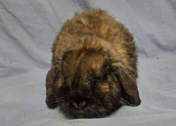 Holland Lop Rabbits Available for Adoption - Archie | PetCurious