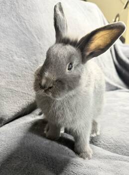 Thing 1 -  Bunny Rabbit Rabbit Available for Adoption in Kalamazoo, Michigan - Thing 1 | PetCurious