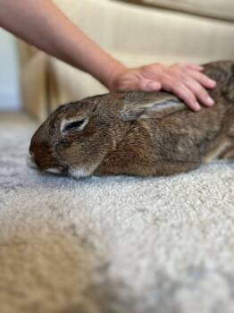Rescue New Zealand Rabbits for Adoption in Saint Charles, Missouri - Kettle Corn | PetCurious