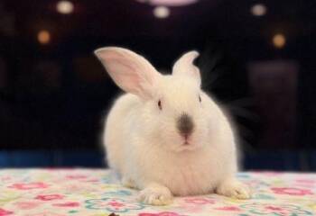 Bunny Rabbit Rabbits Available for Adoption in Santa Cruz, California - Robin | PetCurious