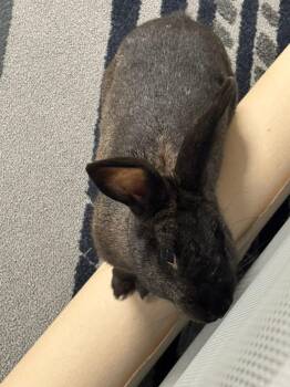 Penpal -  New Zealand Rabbit for Adoption in Saint Charles, Missouri - Penpal | PetCurious