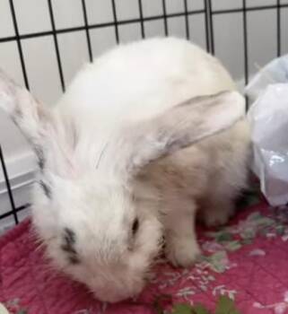 Eliza -  Lionhead and Lop Eared Rabbit for Adoption in Naples, Florida - Eliza | PetCurious