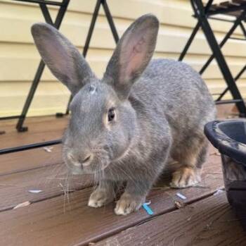 Rescue American Rabbits for Adoption in Columbia, Maryland - Sasha | PetCurious