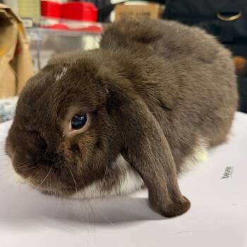 Goose (Moose) -  American Rabbit for Adoption in Tampa, Florida - Goose (Moose) | PetCurious