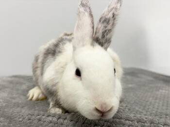 Hubba Bubba -  Bunny Rabbit Rabbit for Adoption in Westford, Massachusetts - Hubba Bubba | PetCurious