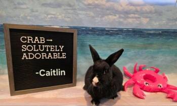 Caitlin -  Dutch Rabbit for Adoption in Columbus, Ohio - Caitlin | PetCurious