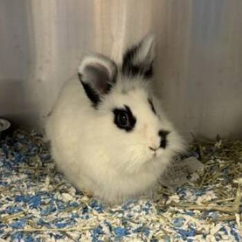 Rescue American Rabbits for Adoption in Phoenixville, Pennsylvania - Coraline | PetCurious