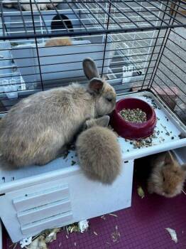 No name 6 -  Lionhead Rabbit for Adoption in Santa Cruz, California - No Name 6 | PetCurious