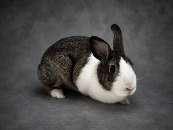 OREO -  Bunny Rabbit Rabbit for Adoption in Winter Haven, Florida - OREO | PetCurious