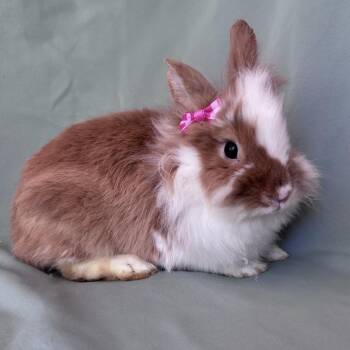 Marabelle -  Lionhead Rabbit for Adoption in Columbia, Maryland - Marabelle | PetCurious