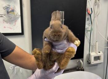 Connecticut -  Bunny Rabbit Rabbit for Adoption in New York, New York - Connecticut | PetCurious