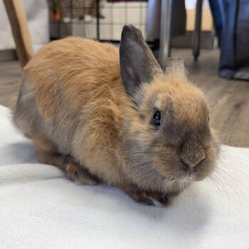 Teddy -  Lionhead Rabbit for Adoption in Napa, California - Teddy | PetCurious