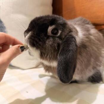 Chocolate Truffle -  Holland Lop Rabbit for Adoption in Kalamazoo, Michigan - Chocolate Truffle | PetCurious